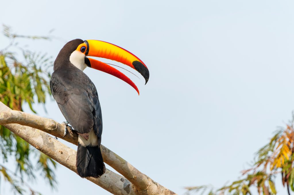 Reuzentoekans (Ramphastos)