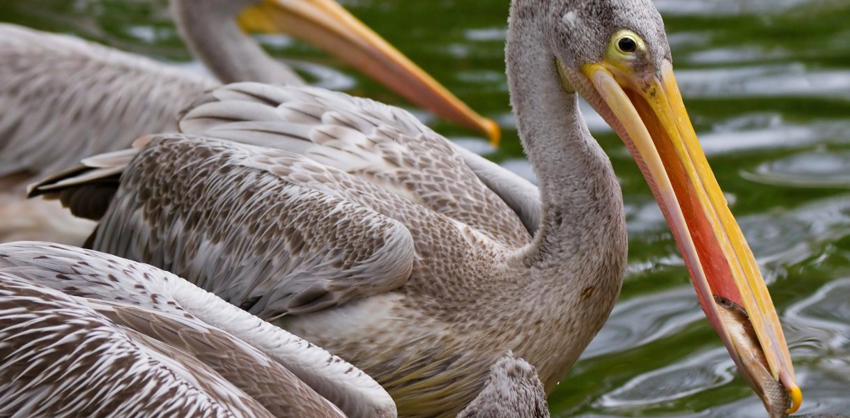 Pelicanen