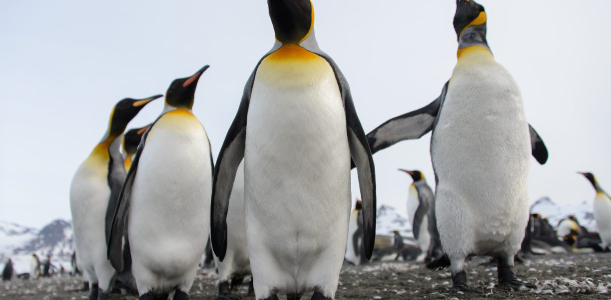Pinguïns