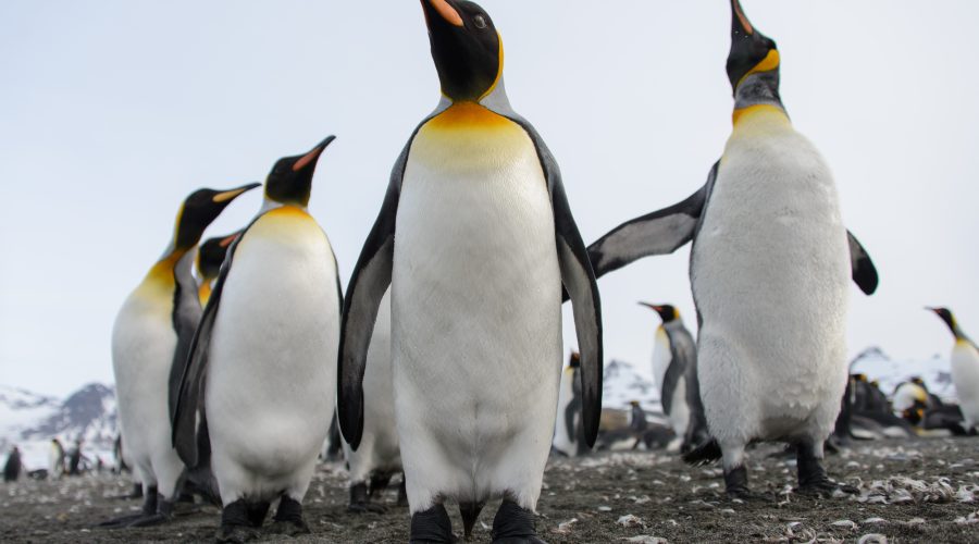 Pinguïns