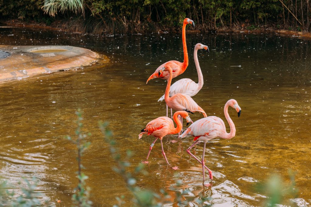 flamingo's