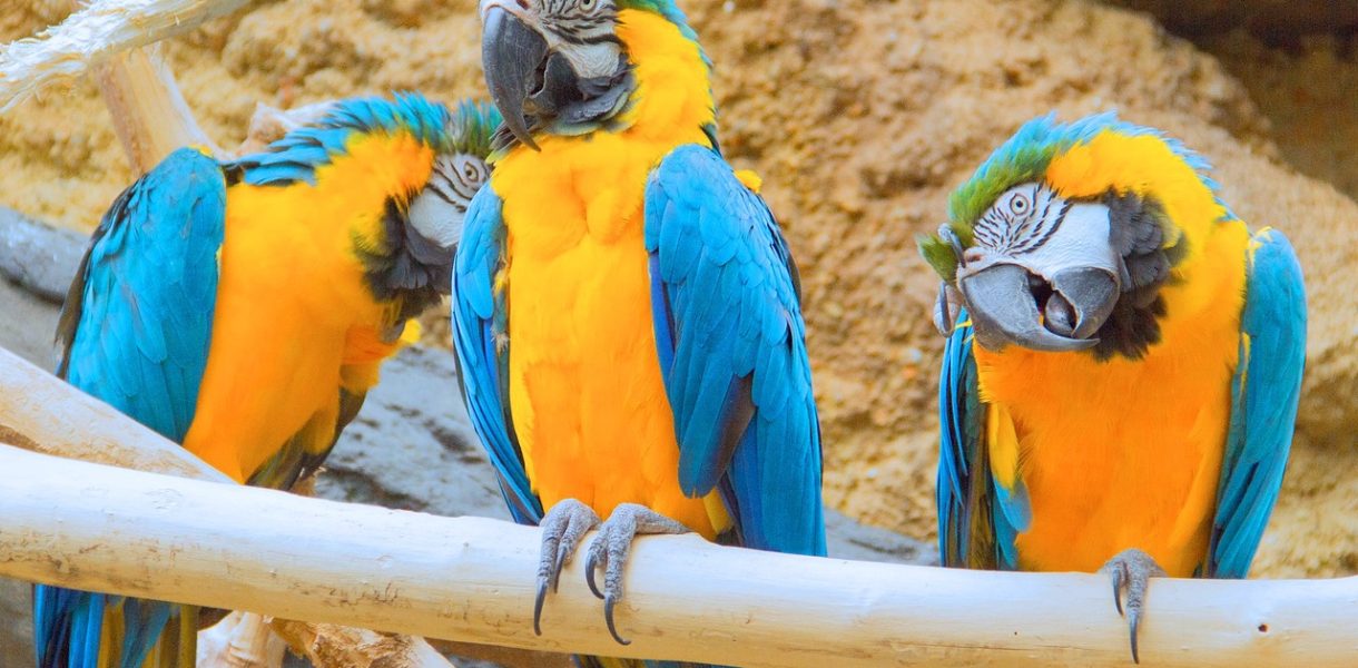 Ara's in Avifauna