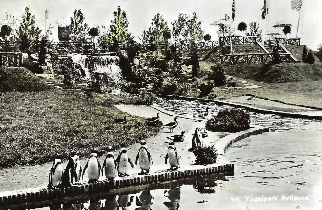 Pinguïns in Avifauna