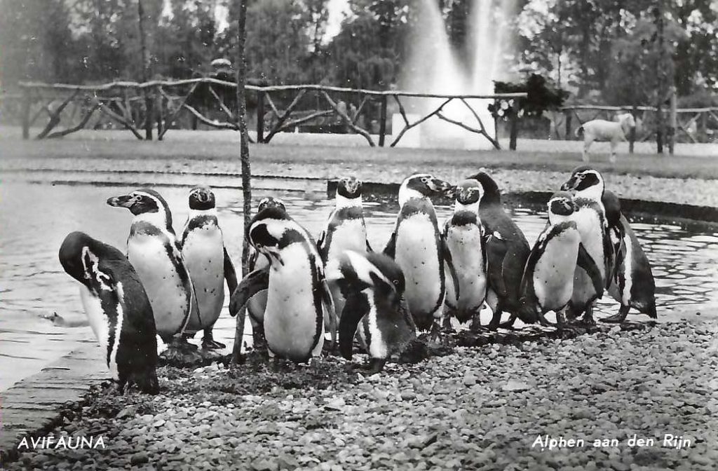 De Pinguïns in Avifauna 1950