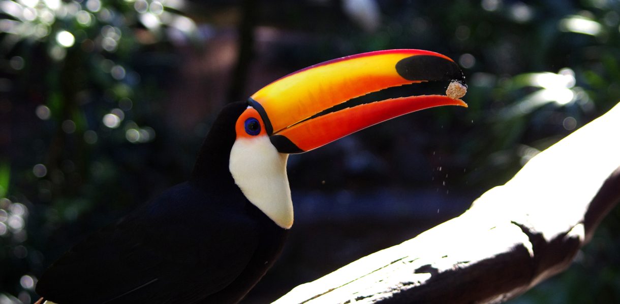 Waarom ging Avifauna in 1953 failliet?