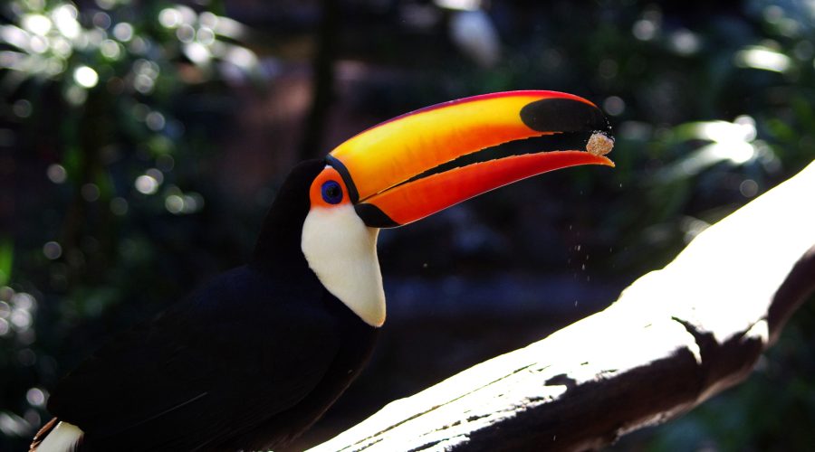 Waarom ging Avifauna in 1953 failliet?
