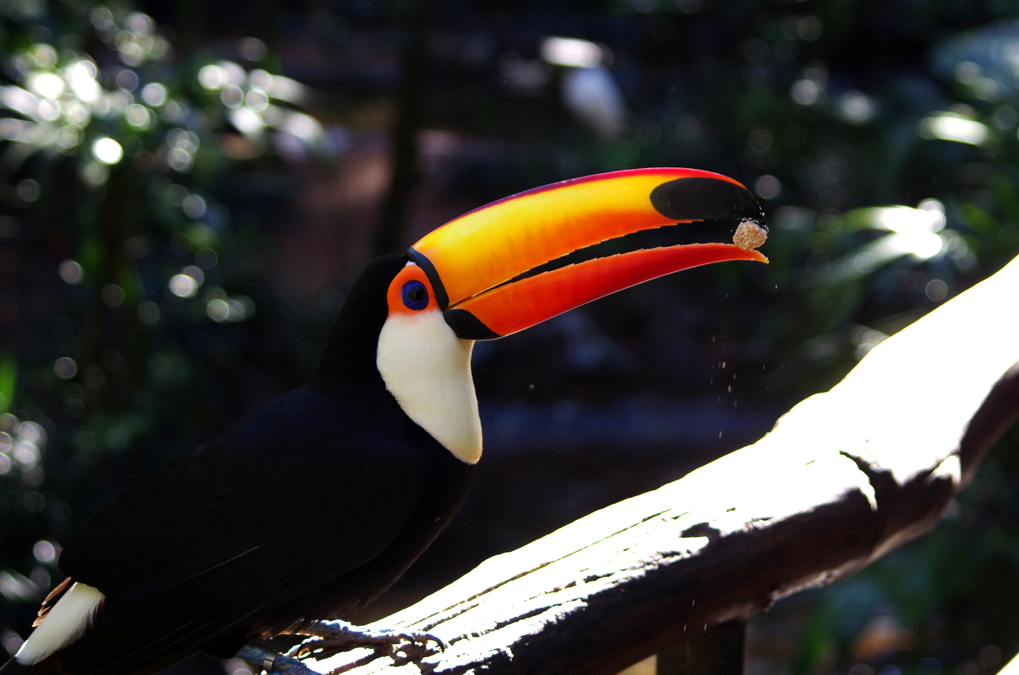 Waarom ging Avifauna in 1953 failliet?