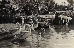 Flamingo's en Pelikanen in Avifauna 1950