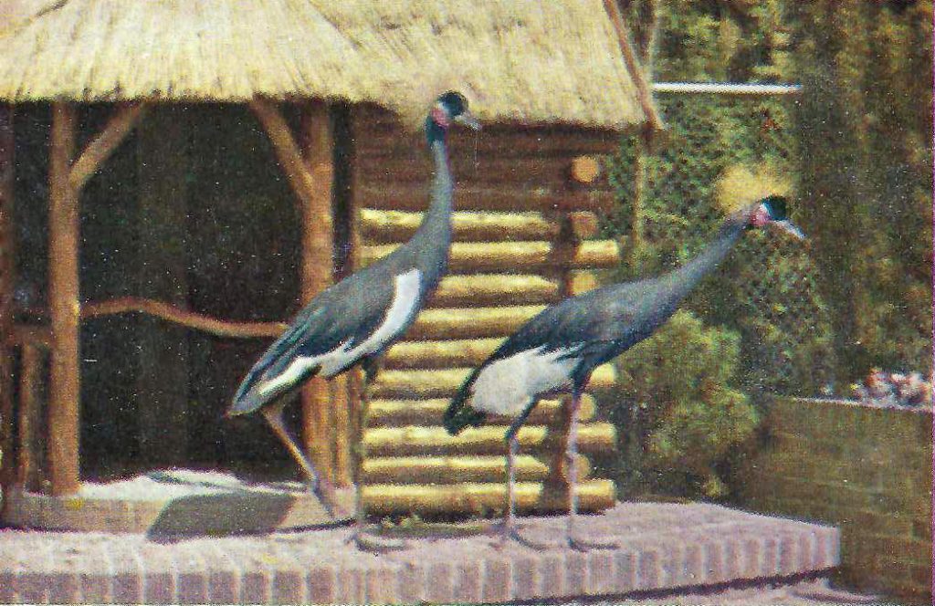 Kroonkraanvogels in Avifauna